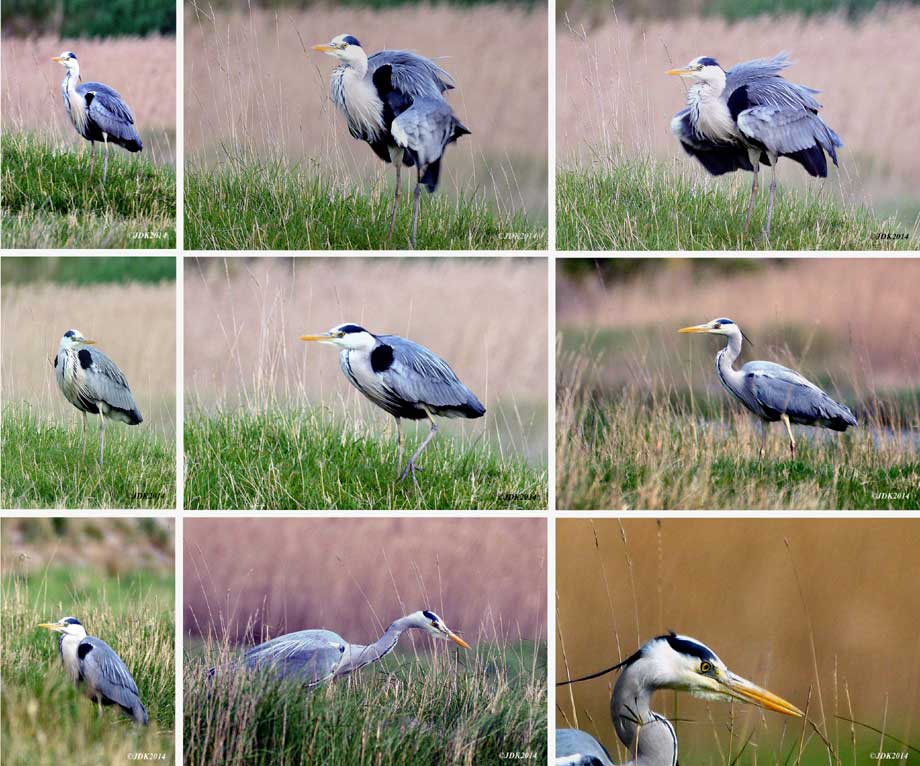 collage blauwereiger